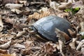 Southeast Asian box turtle, Cuora amboinensis Royalty Free Stock Photo