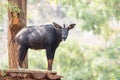 Southeast Asian chamois Royalty Free Stock Photo