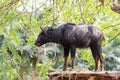 Southeast Asian chamois Royalty Free Stock Photo