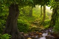 Southeast Asian deep jungle Royalty Free Stock Photo