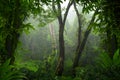 Southeast Asian deep jungle