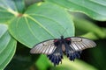 Southeast Asian Great Mormon butterfly closeup