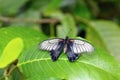 Southeast Asian Great Mormon butterfly. Horizontally
