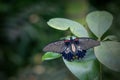 Southeast Asian Great Mormon butterfly Papilio memnon