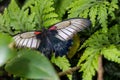 Southeast Asian Great Mormon butterfly