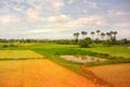 Southeast Asian landscape in rainy season 14, palms, rice field