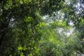 Southeast Asian rainforest with dense forests Royalty Free Stock Photo