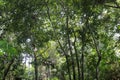 Southeast Asian rainforest with dense forests Royalty Free Stock Photo