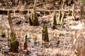 Southeast Louisiana Cypress Knees.