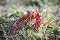 Southeastern Crayfish Procambarus clarkii also known as crawda Royalty Free Stock Photo