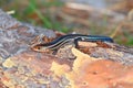 Southeastern Five-lined Skink Florida Wildlife