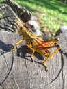 Southeastern Lubber Grasshopper Royalty Free Stock Photo