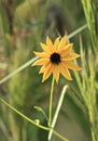 Southeastern Sunflower Corkscrew Swamp Sanctuary Naples Florida Royalty Free Stock Photo