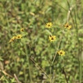 Southeastern Sunflowers Corkscrew Swamp Sanctuary Naples Florida Royalty Free Stock Photo