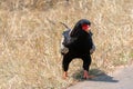 Southern African Bateleur eagle [terathopius ecaudatus] in Kruger National Park South Africa Royalty Free Stock Photo