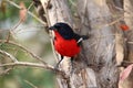 Southern African bird - Crimson-breasted shrike