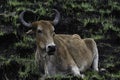 Southern African Cattle Nguni Bull bos sp. In Burnt Field