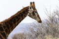 A southern African giraffe stands tall next to a tree in a vast open field in South Africa Royalty Free Stock Photo