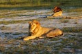 The Southern African lion Panthera leo melanochaita , two large males in the morning sun resting on the sand. Lion`s male Royalty Free Stock Photo