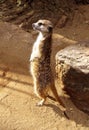 Southern African Meerkat Lookout Royalty Free Stock Photo