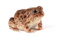 Sand frog Royalty Free Stock Photo