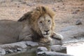 Powerful Predator: Stunning Image of a Lion in its Natural Habitat @ Greater Kruger Park