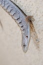 Southern alligator lizard