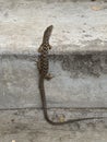 Southern alligator lizard climbing stairs in a backyard, California