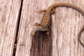 Southern Alligator lizard Elgaria multicarinata