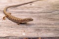 Southern Alligator lizard Elgaria multicarinata