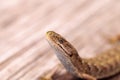 Southern Alligator lizard Elgaria multicarinata