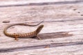 Southern Alligator lizard Elgaria multicarinata