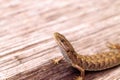 Southern Alligator lizard Elgaria multicarinata