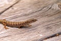 Southern Alligator lizard Elgaria multicarinata