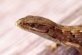 Southern Alligator lizard Elgaria multicarinata