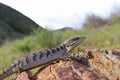 Southern Alligator Lizard, Woodland Alligator Lizard, Elgaria multicarinata webbii posed on rock