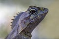 Southern Angle-headed Dragon Royalty Free Stock Photo