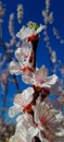 Southern Apricot Blossom