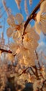 Southern apricot blossom at sunset