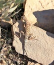 Southern Arizona: Lesser Earless Lizard - sunbathing