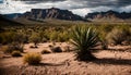 Southern Arizona Nature