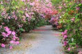 Southern Azalea Garden Charleston SC Royalty Free Stock Photo