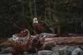 Southern Bald Eagle perched on driftwood on blur background Royalty Free Stock Photo