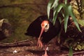 Southern bald ibis called Geronticus calvus