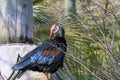 Southern Bald Ibis Royalty Free Stock Photo