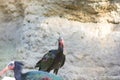 The Southern Bald Ibis - Geronticus calvus