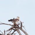 Southern Banded Snake Eagle