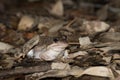 Southern Banjo Frog In Wet Leaves, Laratinga Wetlands, South Australia