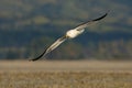 Southern black-backed gull - Larus dominicanus - karoro in maori, also known as Kelp Gull or Dominican or Cape Gull, breeds on