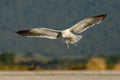 Southern black-backed gull - Larus dominicanus - karoro in maori, also known as Kelp Gull or Dominican or Cape Gull, breeds on